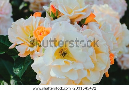 Background of the yellow, pink roses tree branch in the garden close up. Top view. Natural and season backgrounds. 