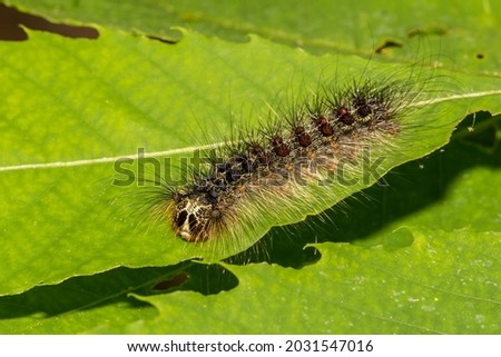 Spongy Moth Caterpillar (Lymantria dispar dispar) Royalty-Free Stock Photo #2031547016