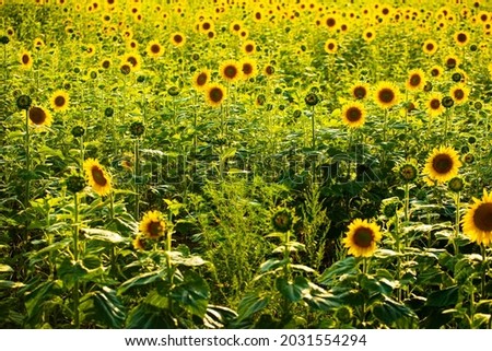 photo of yellow flower. Flowers background. 