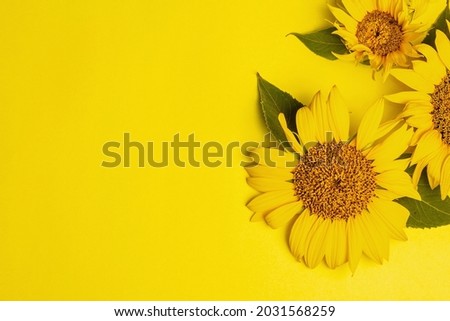 Yellow sunflowers on bright yellow background. Summer bright greeting card template, top view