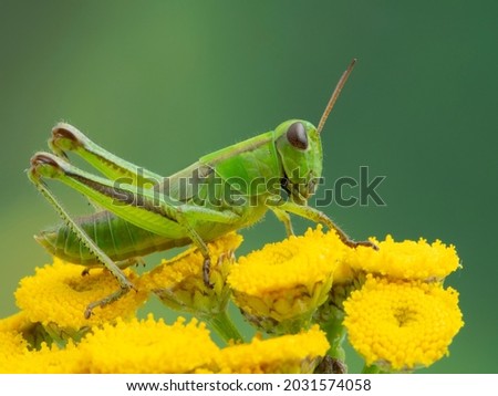 pretty green juvenile two-striped grasshopper (Melanoplus bivittatus) resting on the bright yellow flowers of a common tansy (Tanacetum vulgare) Royalty-Free Stock Photo #2031574058