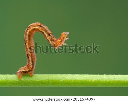 pretty orange and brown Geometrid moth caterpillar (looper or inchworm) crawling forward in characteristic looping movement on a green plant stem Royalty-Free Stock Photo #2031574097