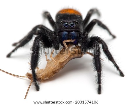 Close-up of a male Johnson's jumping spider (Phiddipus johnsoni) feeding on a common earwig (Forficula auricularia), isolated