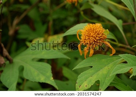 Tithonia diversifolia is a species of flowering plant in the family Asteraceae. 