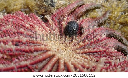 picture of starfish eating a snail