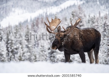 A Moose in Jasper Canada Royalty-Free Stock Photo #2031585740