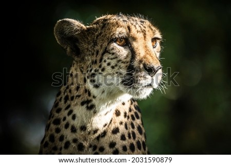 Portrait of a beautiful cheetah in Namibia, Africa. Cheetahs are considered the fastest land animal in the world. Royalty-Free Stock Photo #2031590879