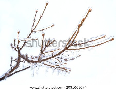 Frosted branches of a tree, covered with ice and icicles on white background Royalty-Free Stock Photo #2031603074