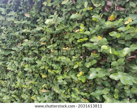 Ficus pumila, commonly known as the creeping fig