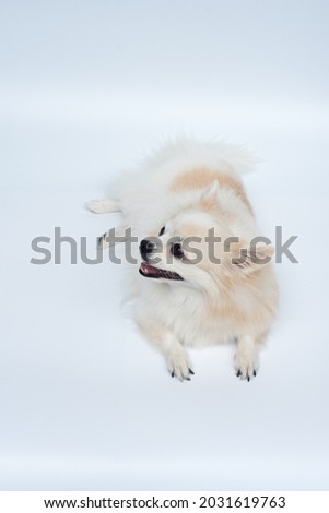 Long haired chihuahua lying down and smiling. White background.