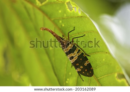 little Insect on leaf
