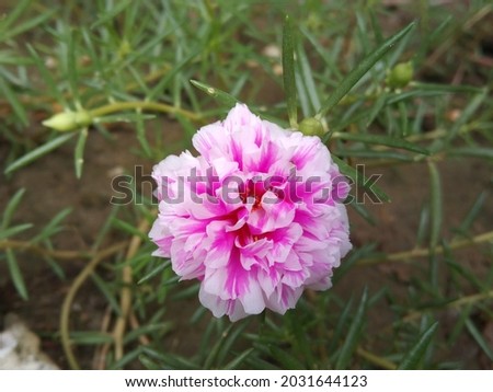 White and Pink mixtape flower with green grass and leafs 