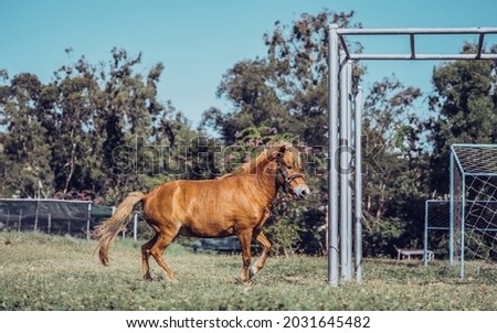 SIDE view young beautiful dark red horse play walk run briskly on dark grass, trees, football field, metal horizontal bar background. equestrian sport, vitality, youth, strength, zeal in sports