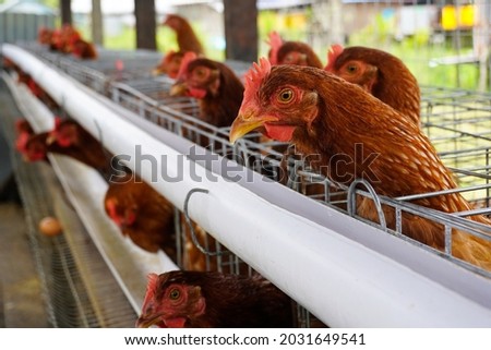 Domestic chicken farms for the production of fresh and healthy eggs for consumption. This photo of a chicken farm is appropriate for purposes of household business and installation of a chicken farm Royalty-Free Stock Photo #2031649541