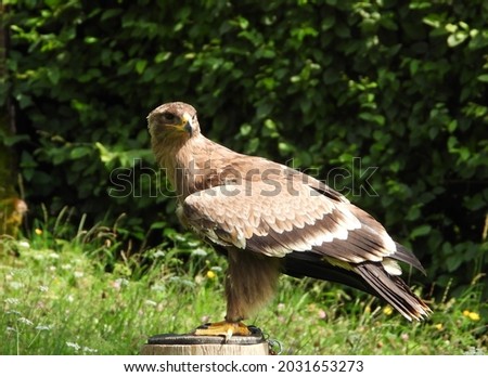 magnificent eagle sits on a log, green grass background