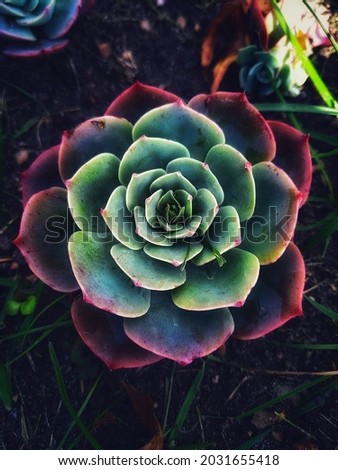 bright large flower of succulents