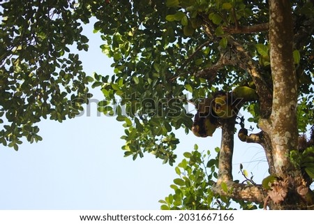 The jackfruit (Artocarpus heterophyllus) hanging on tree branches. Asian tropical fruits stock images.
