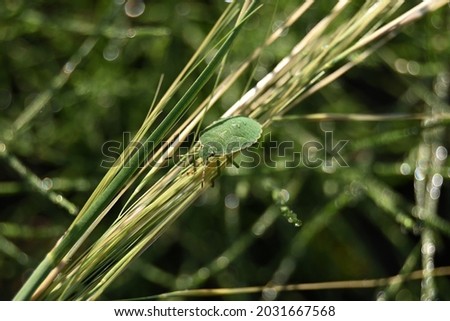 the green dotted beetle crawls on grass stalks