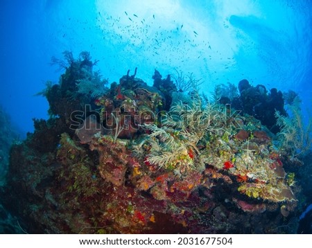 Coral bommie (Grand Cayman, Cayman Islands) Royalty-Free Stock Photo #2031677504