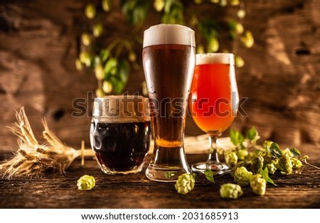 Three glasses with draft beerlight dark and red in front of a wooden barrel. Decoration of barley ears and fresh hops.