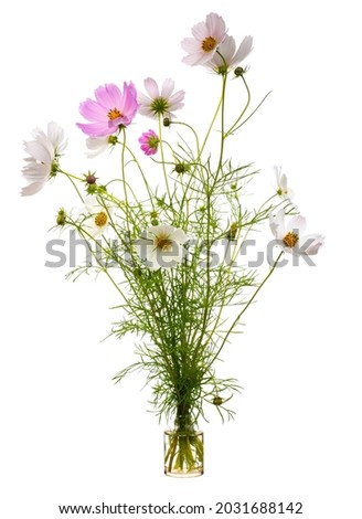 Cosmos bipinnatus (garden cosmos or Mexican aster) in a glass vessel with water Royalty-Free Stock Photo #2031688142