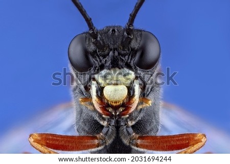 Super macro portrait of an underground wasp. Stacking Macro photo of an insect on a blue background. Incredible details of the animal.
 Royalty-Free Stock Photo #2031694244