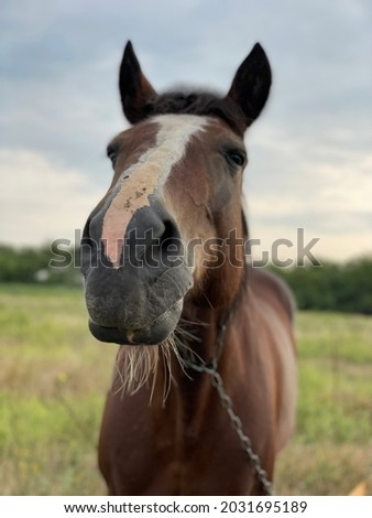beautiful well-groomed horse in the field