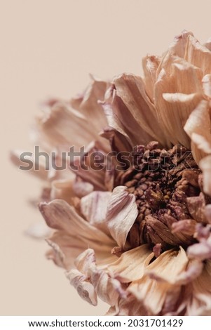 Dried chrysanthemum flower on a beige background Royalty-Free Stock Photo #2031701429