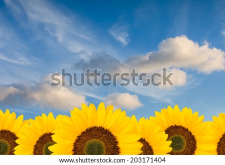 sunflower background with blue sky 