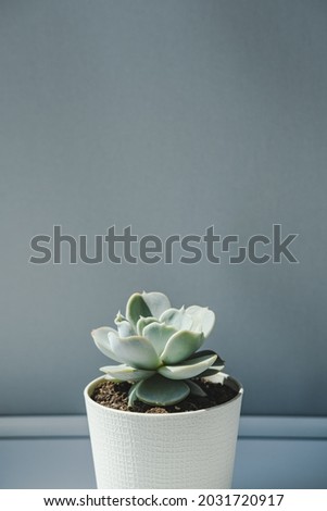 A pot with an echeveria succulent plant on a gray background. Cozy home warm morning concept.
