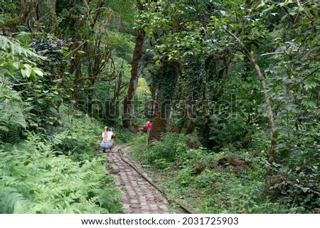 Girl photographer takes pictures of a mountain forest and a group of tourists on a forest stone road among dense green trees on a summer evening