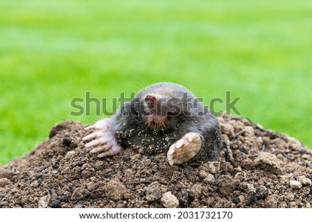 Mole, Talpa europaea, making mole hill and damaging beautiful lawn and flower garden. Royalty-Free Stock Photo #2031732170
