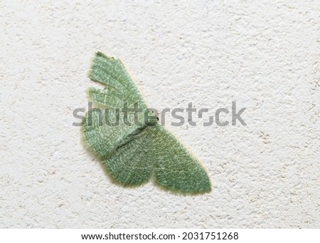 Green moth in the family Geometridae (Phaiogramma etruscaria)