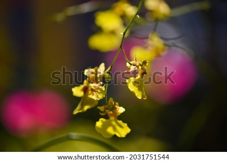 Yellow orchids in the shadows in the sunshine. Art concept.