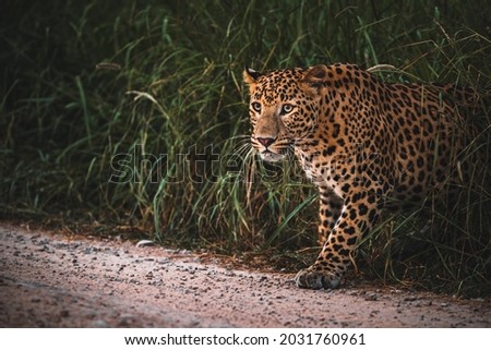 Indian Leopard In Monsoon habitat