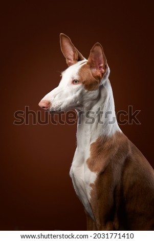 dog on a red background in the studio. portrait spanish greyhound, podenko ibitsenko Royalty-Free Stock Photo #2031771410