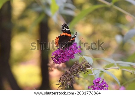 Red Admiral Butterfly Getting Nectar from the Purple Flowers of the Butterfly Bush
