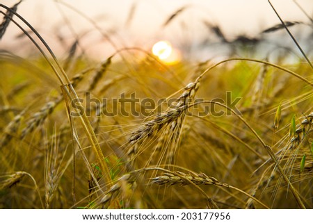 Close up backdrop of ripening ears of yellow wheat field on the sunset orange sky background Copy space of the setting sun rays on horizon in rural meadow Close up nature photo Idea of a rich harvest