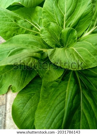 Leaf vegetable plants that can be called pakcoy vegetable plants. Green leaf vegetable hydroponic plant. From the top point of view.