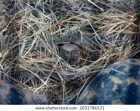 The turtle hid in the hay behind the fence at the zoo