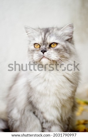 A portrait of a Persian cat sitting.