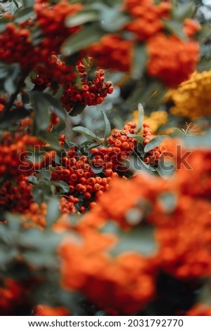 A lot of red and orange berries on a tree. Abundant autumn nature