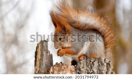 A ginger squirrel on a tree stump eats a nut on a winter day in the wild.