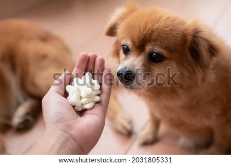 An image of adorable brown dog is waiting for eat goat milk tablets in bone shape from owner hand