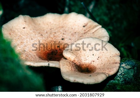 Mushroom around the parks around,amazing mushrooms pictures taken night at a local park.