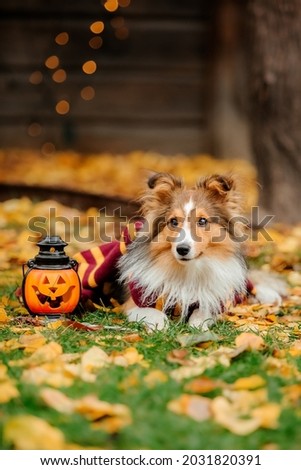 Dog with pumpkins. Shetland Sheepdog. Thanksgiving day. Fall season. Halloween holidays. Sheltie dog breed