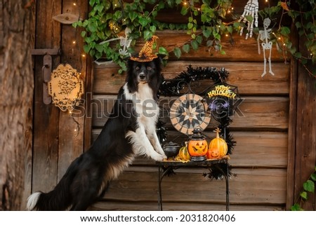 Halloween and Thanksgiving Holidays. Dog with pumpkins in the forest. Border Collie dog
