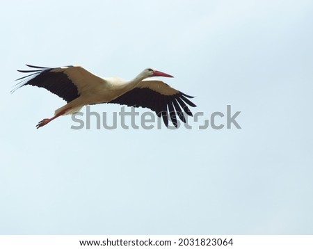 Stork flying over a bright sky