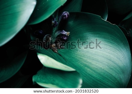 Water hyacinth leaves cover the pond. Close-up photo of water hyacinth leaves