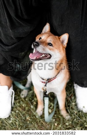 Beautiful Young Red Shiba Inu Puppy Dog Standing Outdoor